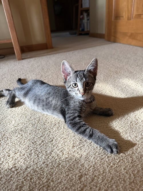 MCKINLEY - Domestic Short Hair available for adoption