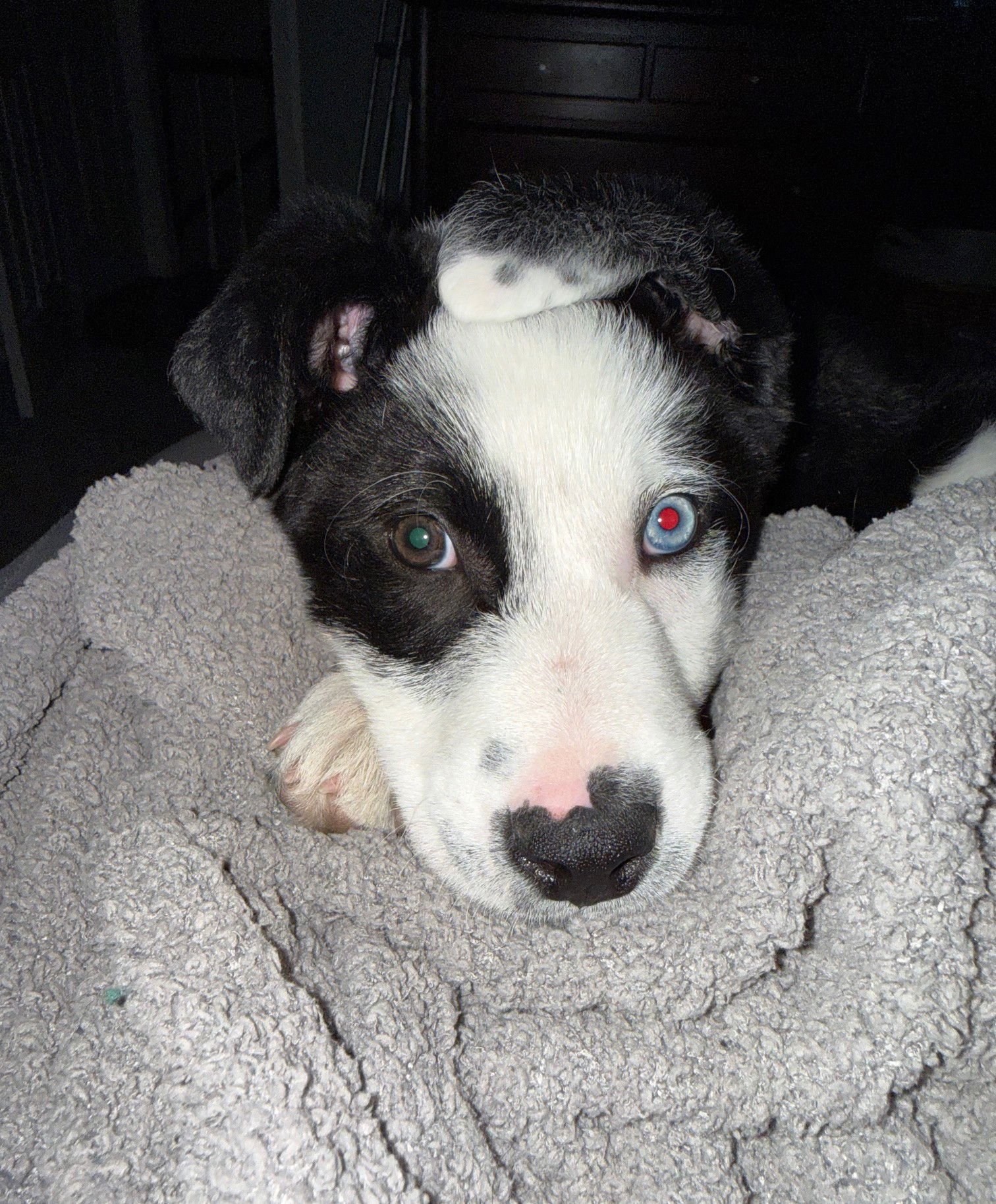 MAC - Border Collie / Australian Shepherd available for adoption