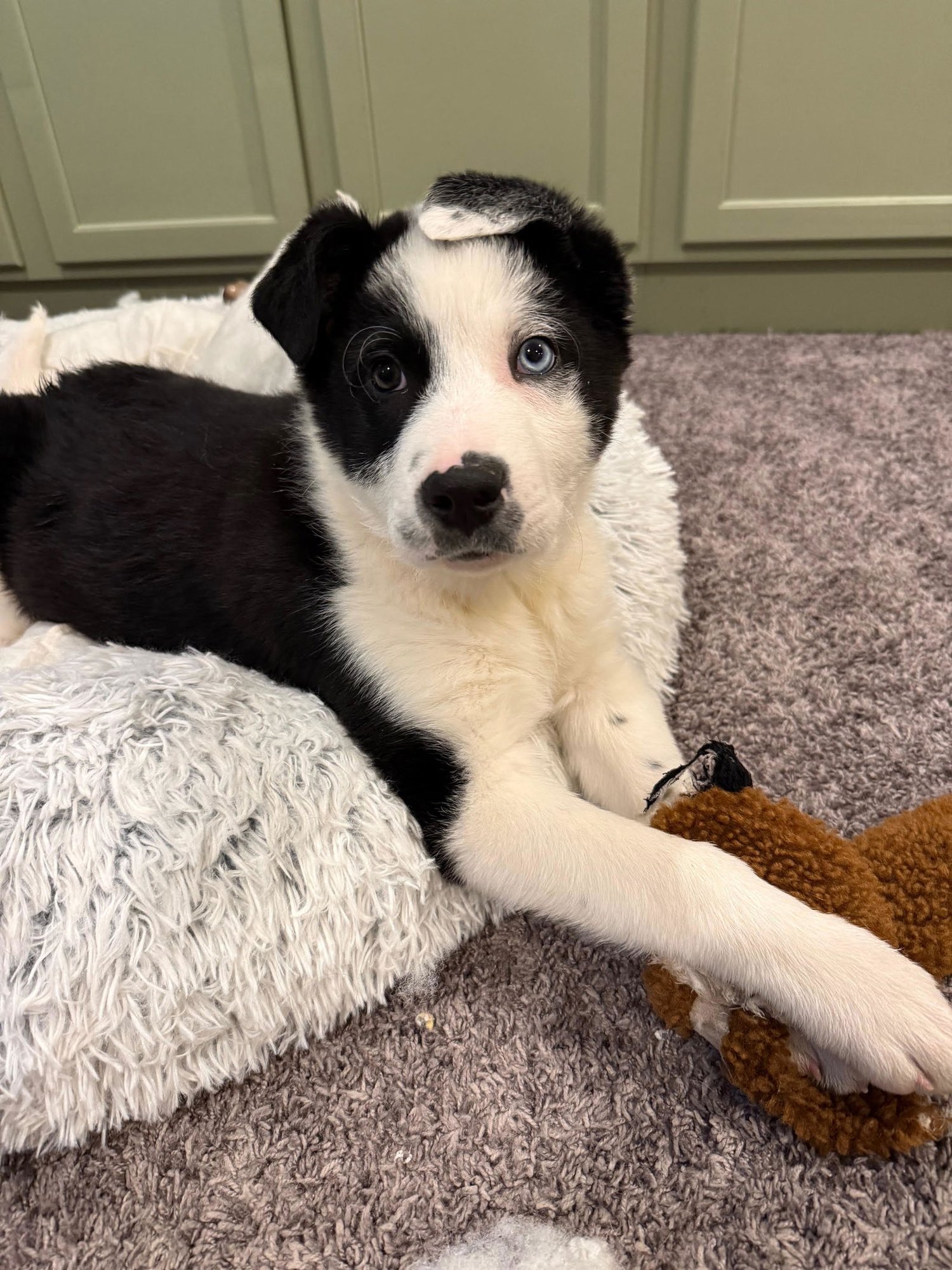MAC - Border Collie / Australian Shepherd available for adoption