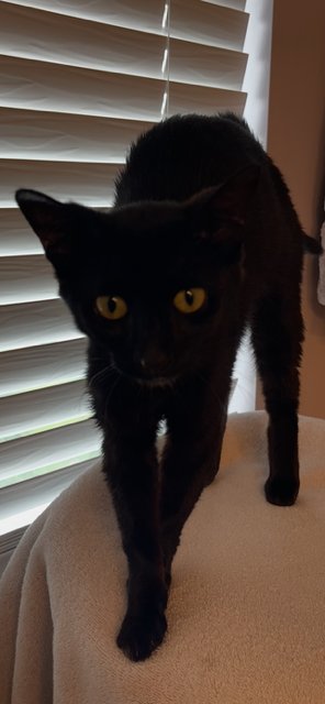 SPARKLE - Domestic Short Hair available for adoption