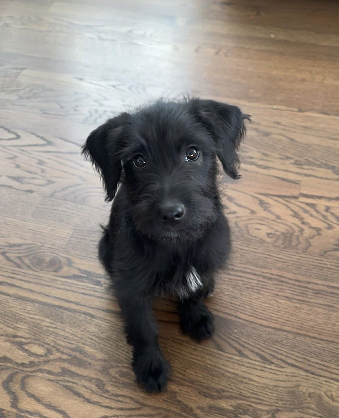 FREDDIE - Labrador Retriever / Poodle (Standard) available for adoption