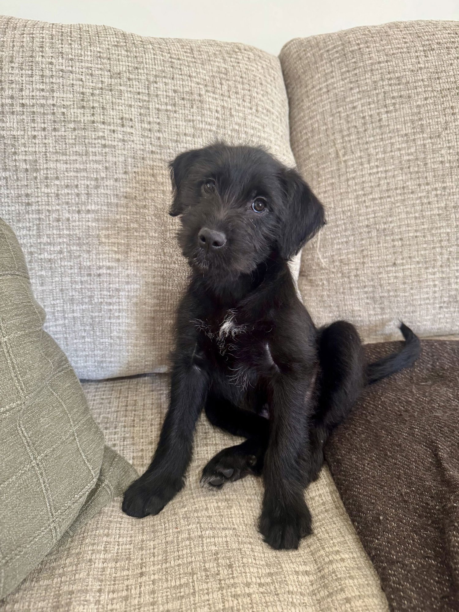 FREDDIE - Labrador Retriever / Poodle (Standard) available for adoption