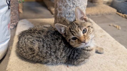 DAWN (CH) - Domestic Short Hair available for adoption