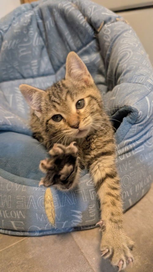 DAWN (CH) - Domestic Short Hair available for adoption