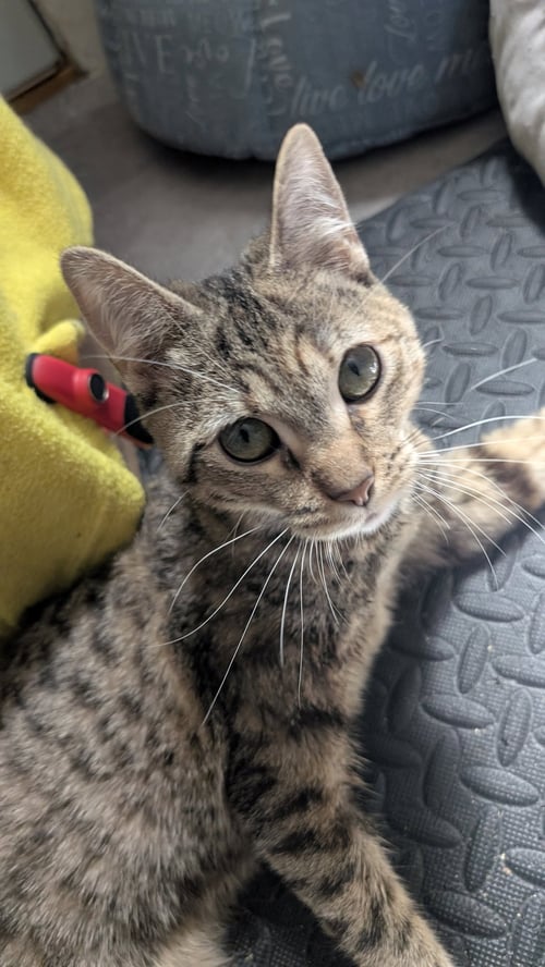 DAWN (CH) - Domestic Short Hair available for adoption