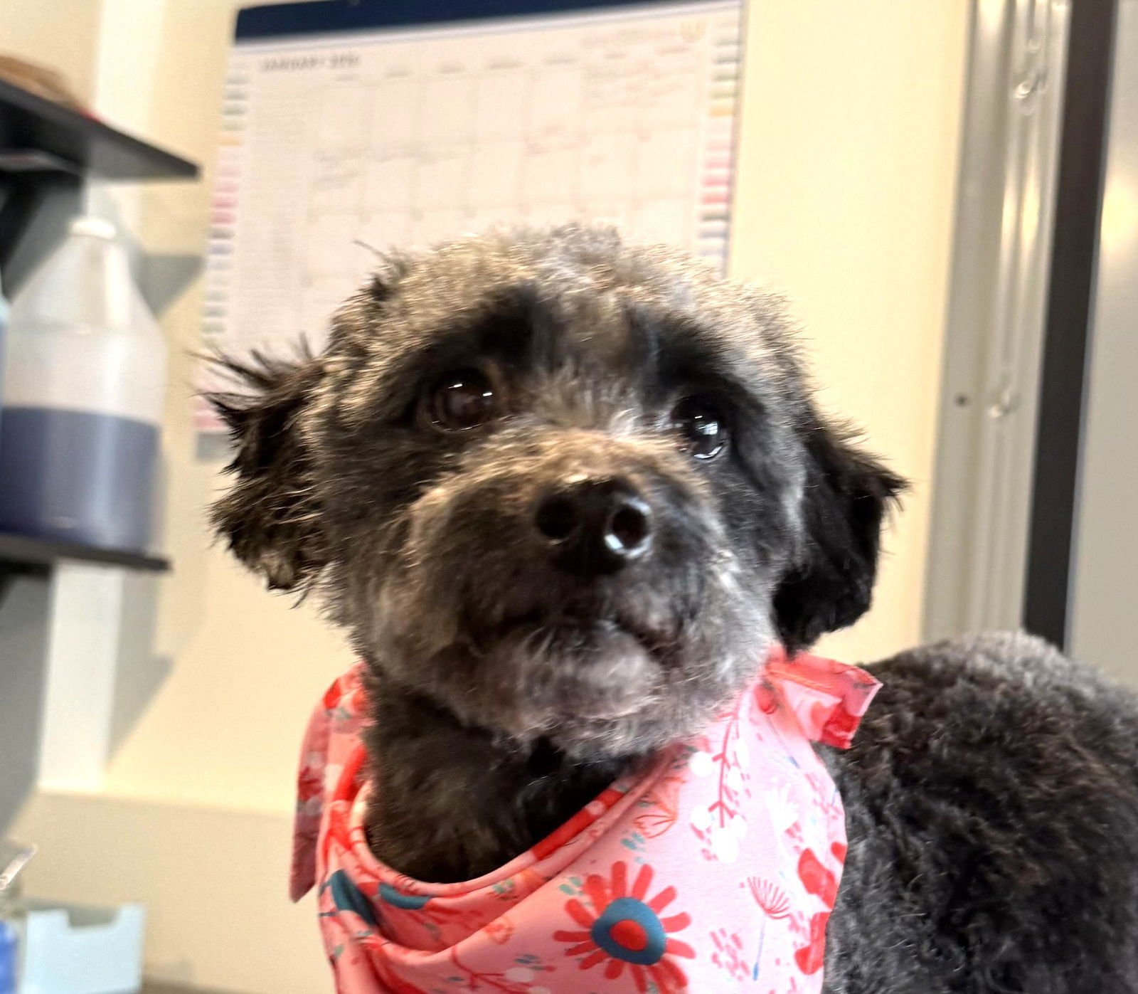 MARILYN - Poodle (Miniature) available for adoption