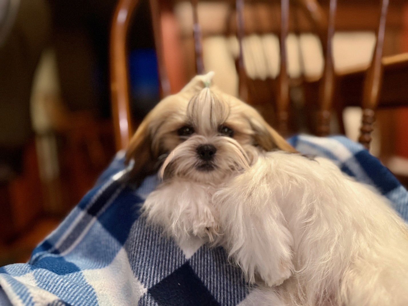 MAXWELL - Shih Tzu available for adoption