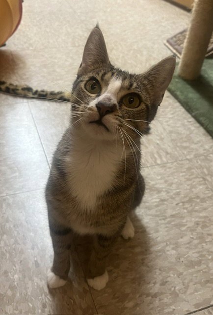 CANDY - Domestic Short Hair available for adoption