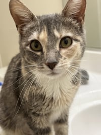 Judy Garland - Photo 1