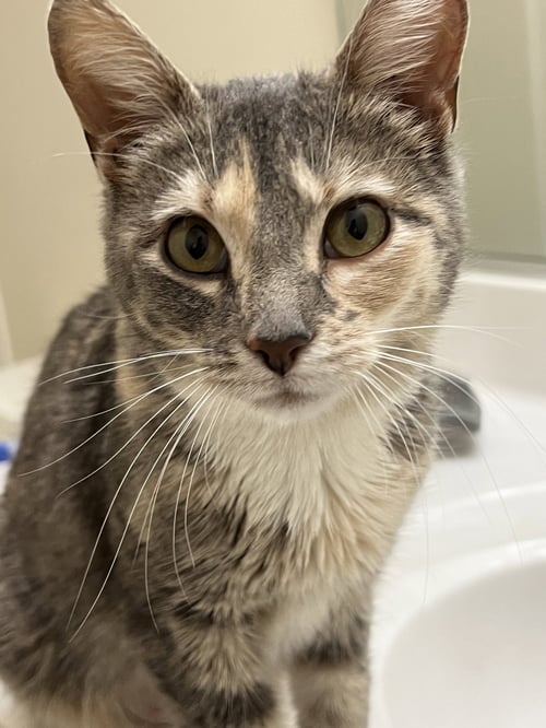 JUDY GARLAND - Domestic Short Hair available for adoption