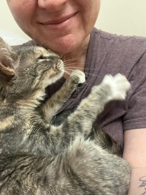 JUDY GARLAND - Domestic Short Hair available for adoption