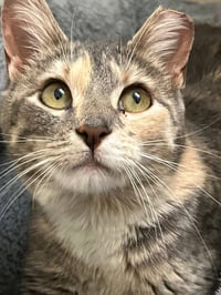 Judy Garland - Photo 3