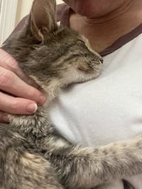 Judy Garland - Photo 5