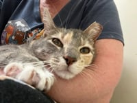 Judy Garland - Photo 6