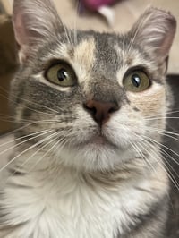 Judy Garland - Photo 7