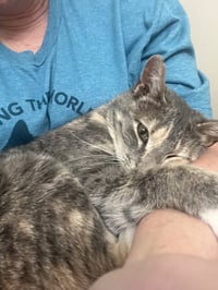 Judy Garland - Photo 8