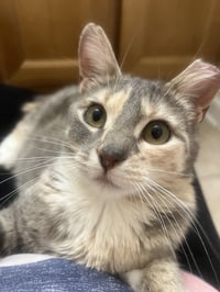 Judy Garland - Photo 9