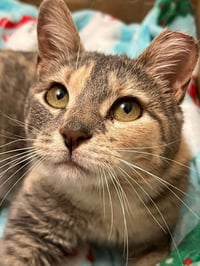 Judy Garland - Photo 10