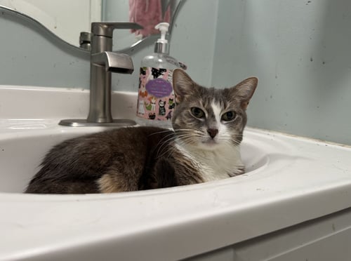 ROCKET - Domestic Short Hair available for adoption