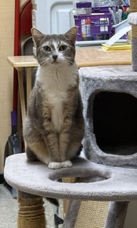 Rocket - Photo 2