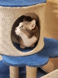 Rocket - Photo 4