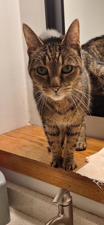 Terry - front declawed Image