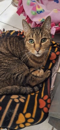 Terry - front declawed - Photo 2
