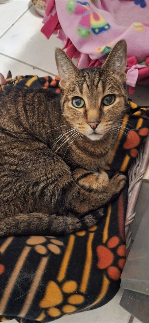 TERRY - FRONT DECLAWED - Domestic Short Hair available for adoption