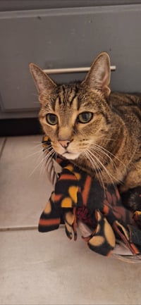 Terry - front declawed - Photo 3