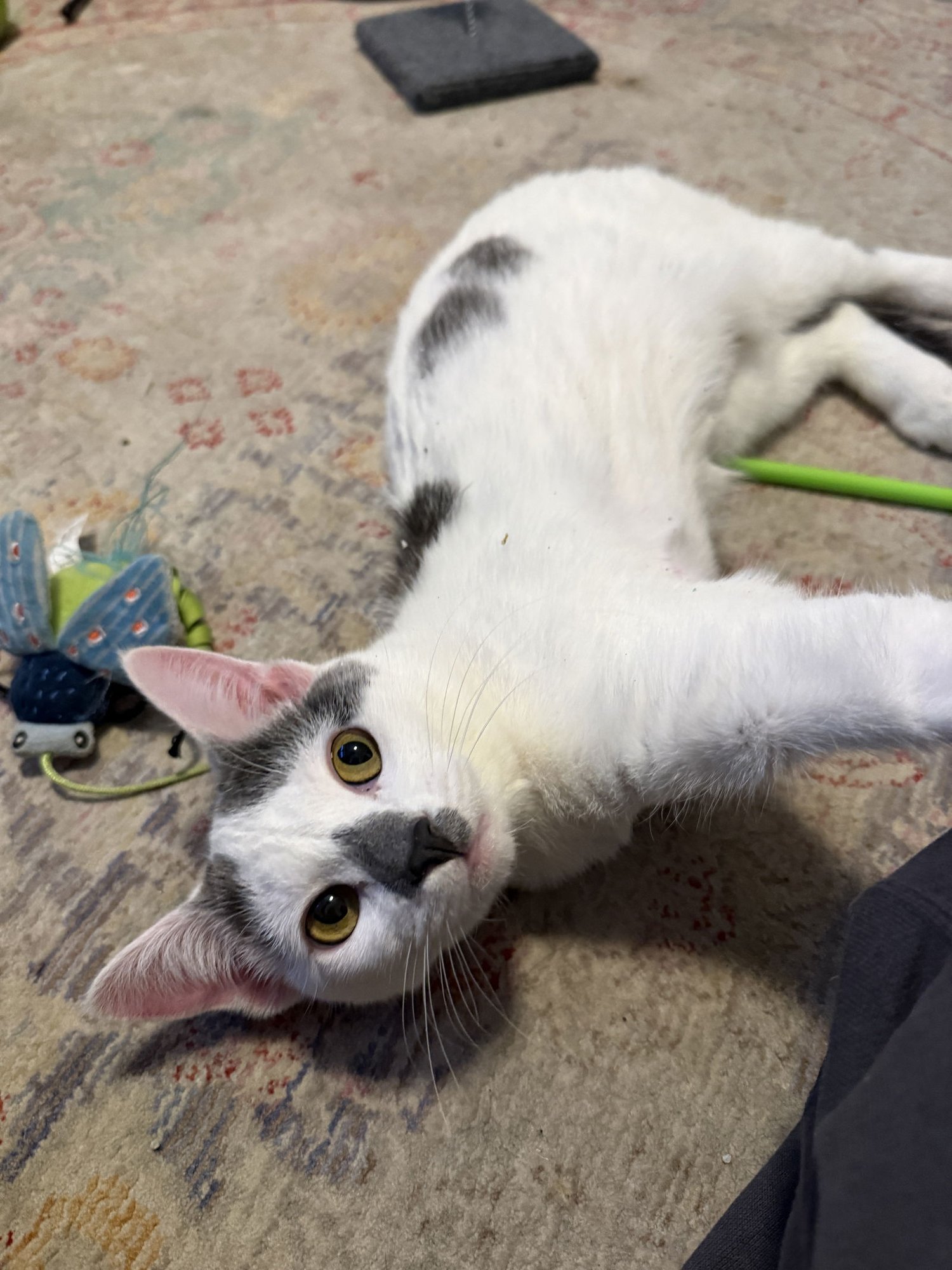 CHAMOMILE - 3 LEGGED