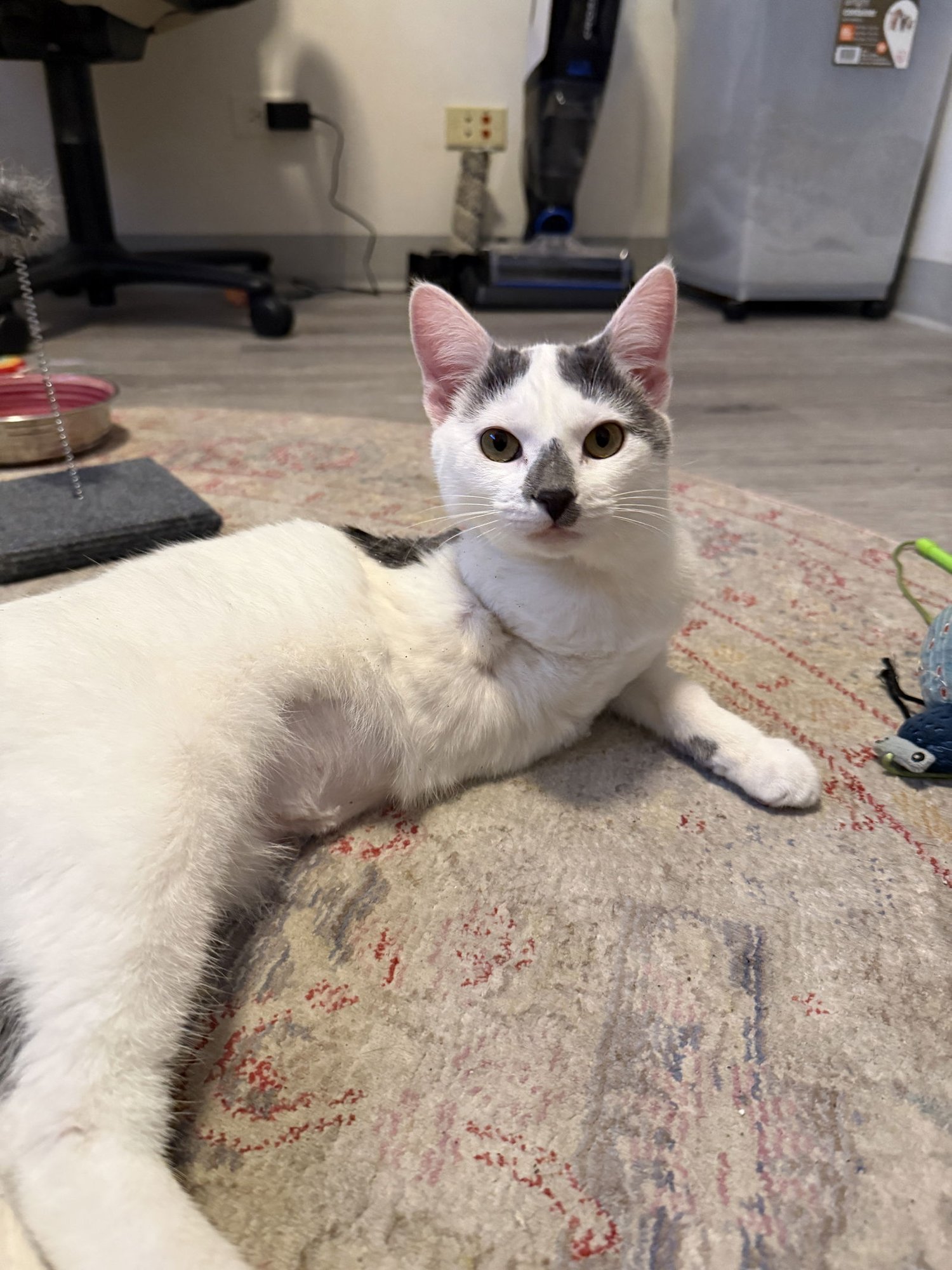 CHAMOMILE - 3 LEGGED - Domestic Short Hair available for adoption