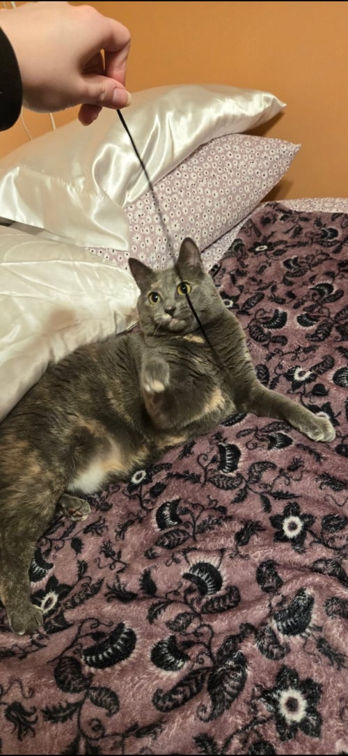 WILLOW TREE - Domestic Short Hair available for adoption