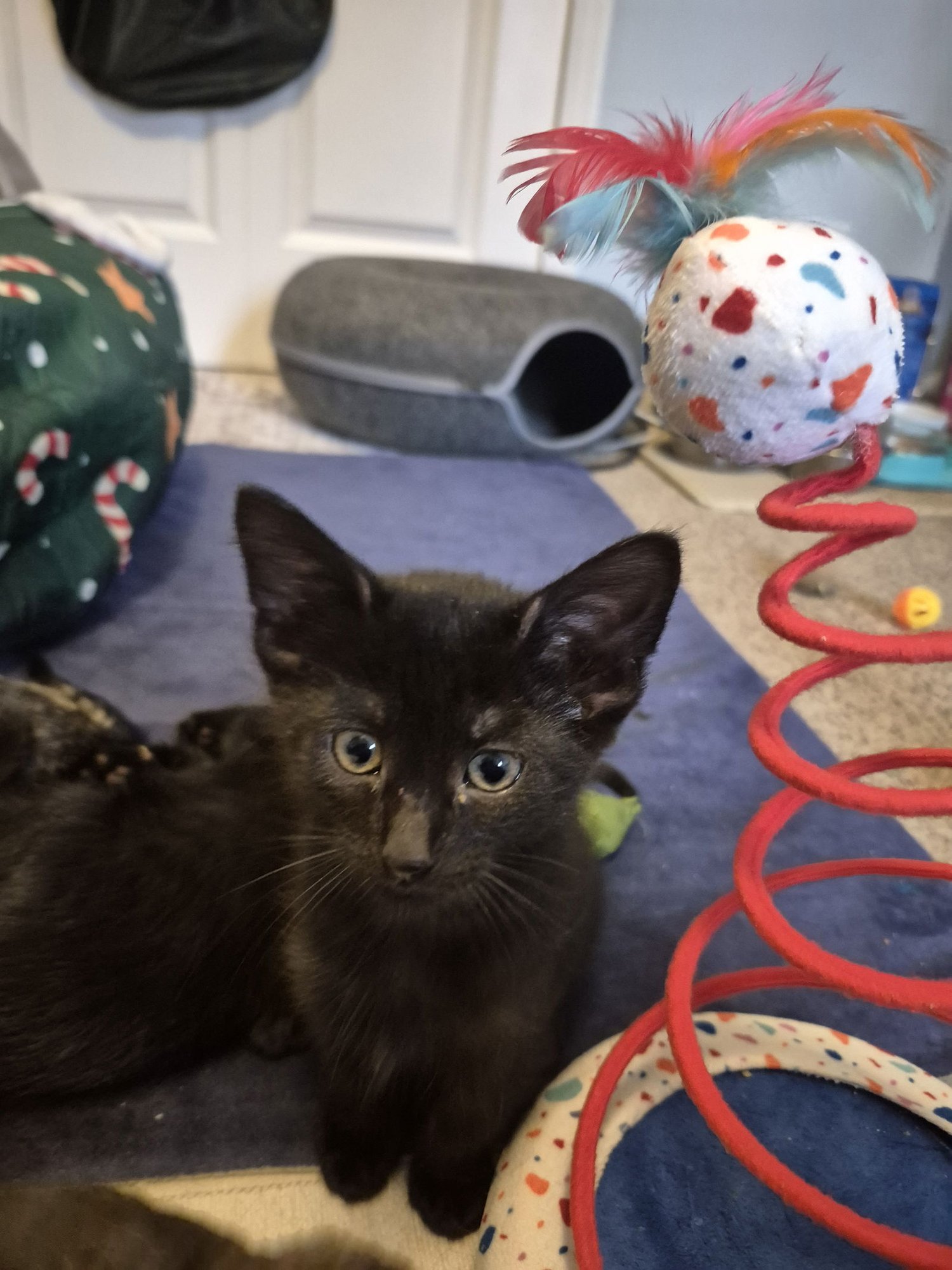 MICHAEL JORDAN & TIGER WOODS (BONDED PAIR) - Domestic Short Hair available for adoption