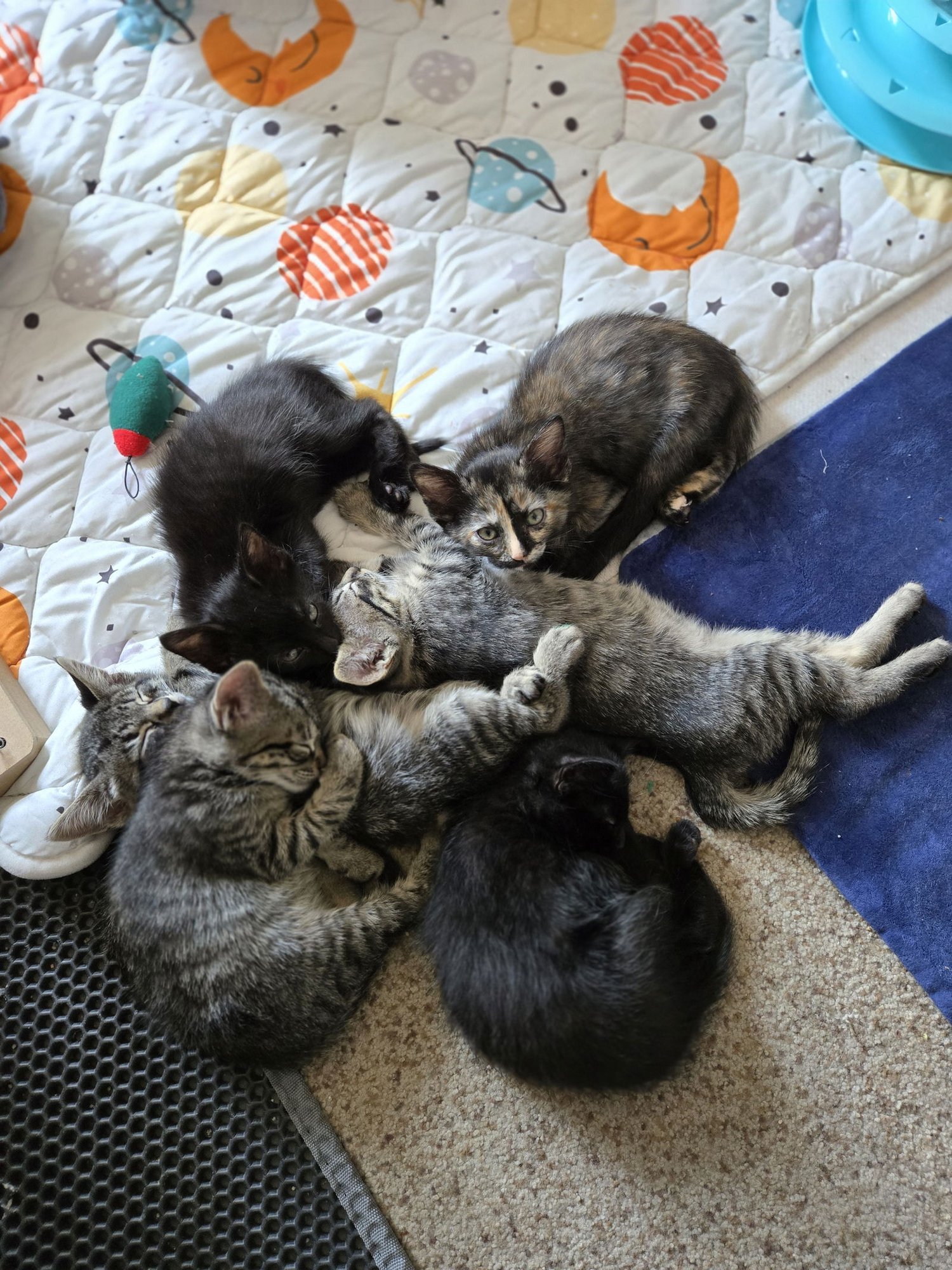 Michael Jordan & Tiger Woods (bonded pair) - Photo 4