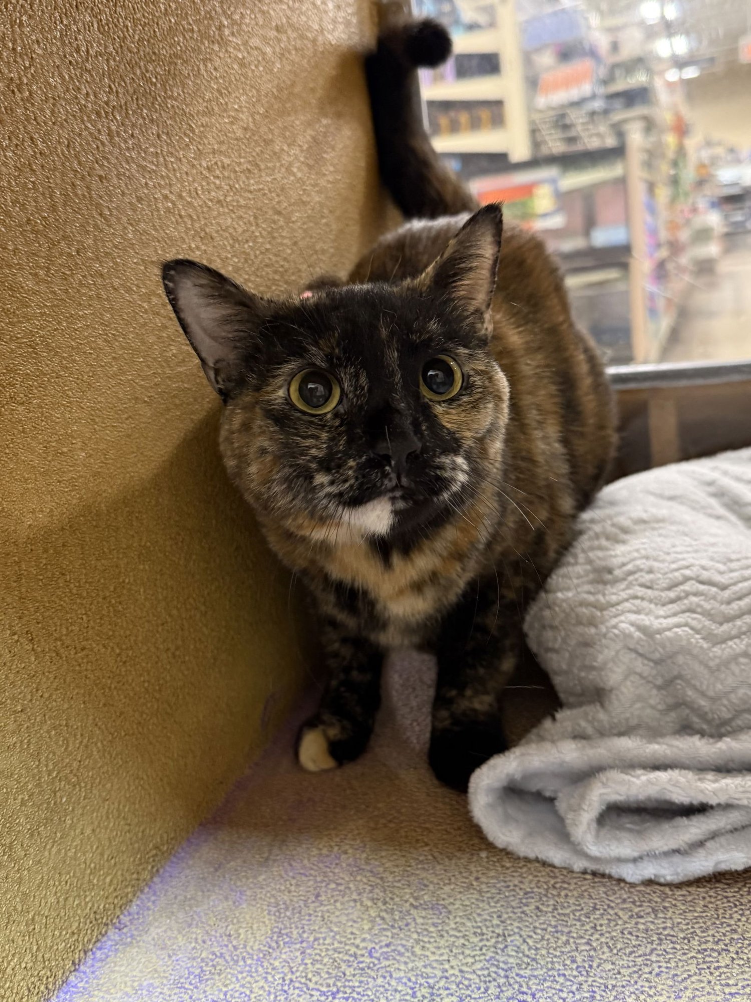 VALENTINE - Domestic Short Hair available for adoption