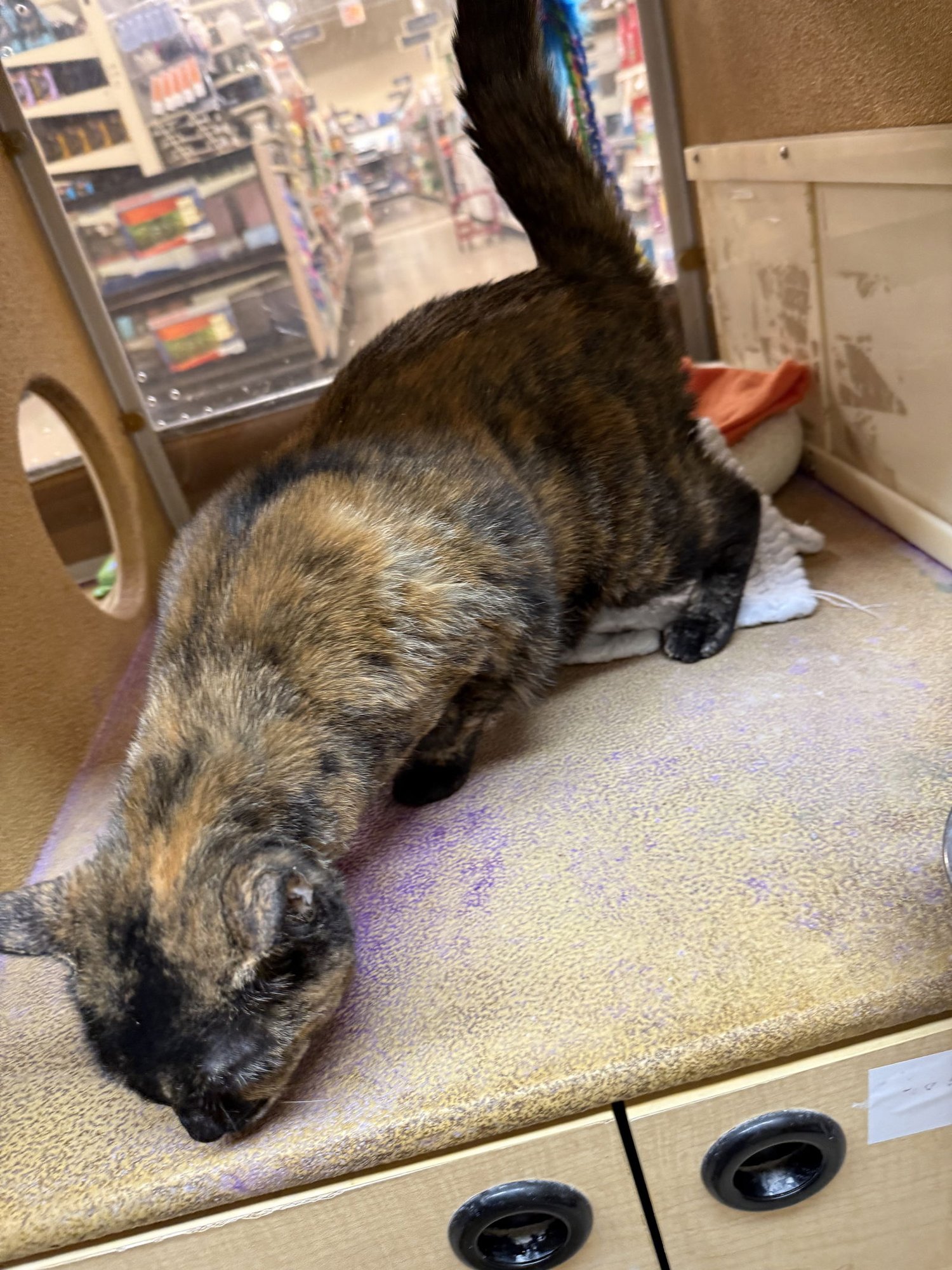 VALENTINE - Domestic Short Hair available for adoption