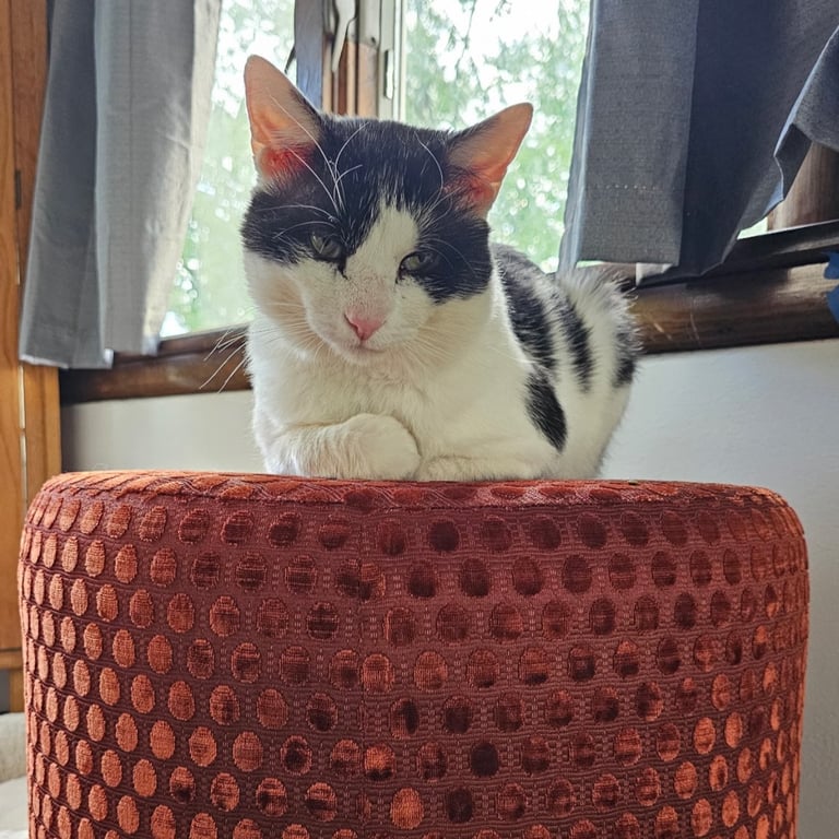 Neko Image