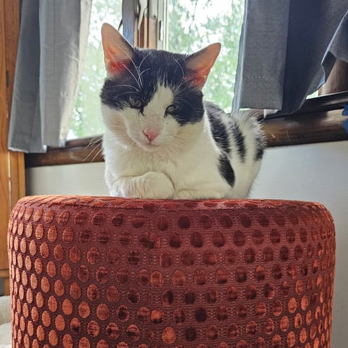 NEKO - Domestic Short Hair available for adoption