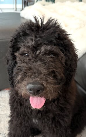 OLLIE - Bernese Mountain Dog / Poodle (Standard) available for adoption