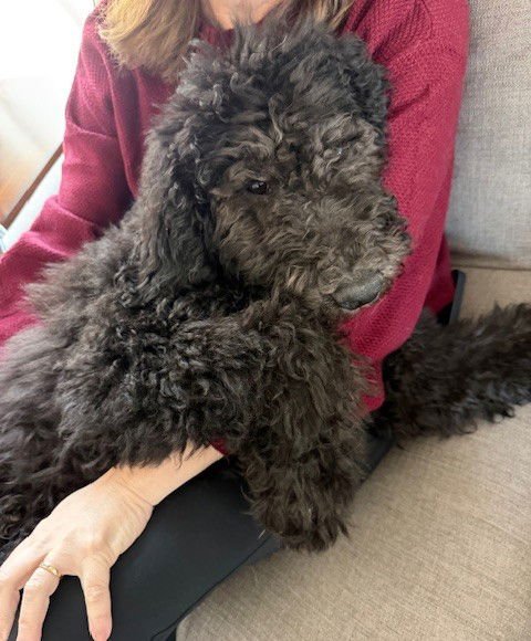 OLLIE - Bernese Mountain Dog / Poodle (Standard) available for adoption