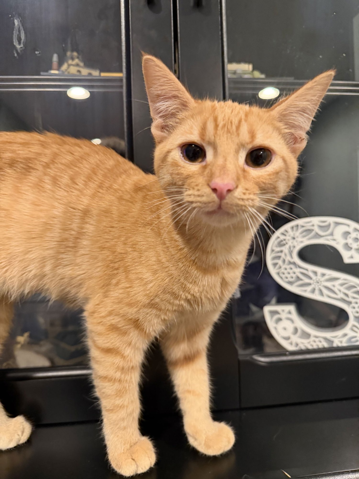 FANCY NANCY - Domestic Short Hair / Tabby available for adoption