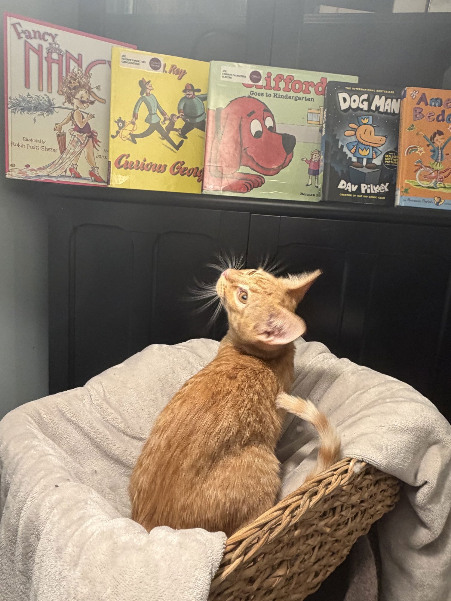 FANCY NANCY - Domestic Short Hair / Tabby available for adoption