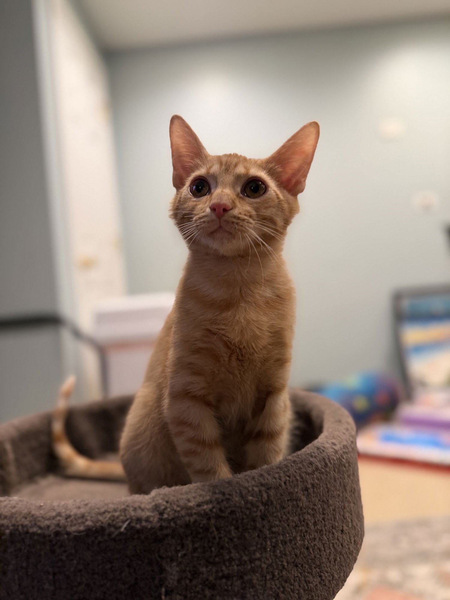 Fancy Nancy - Photo 4