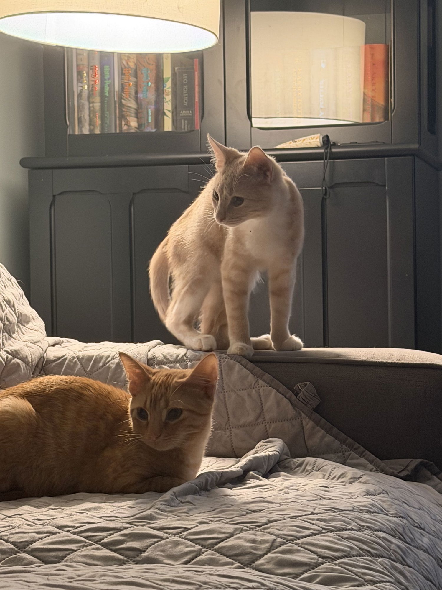 Fancy Nancy - Photo 5