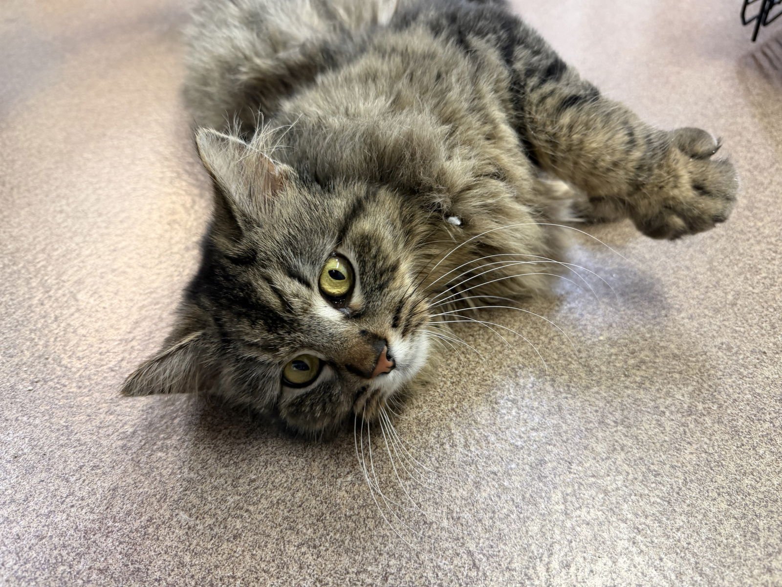 CHERRY - Domestic Long Hair available for adoption