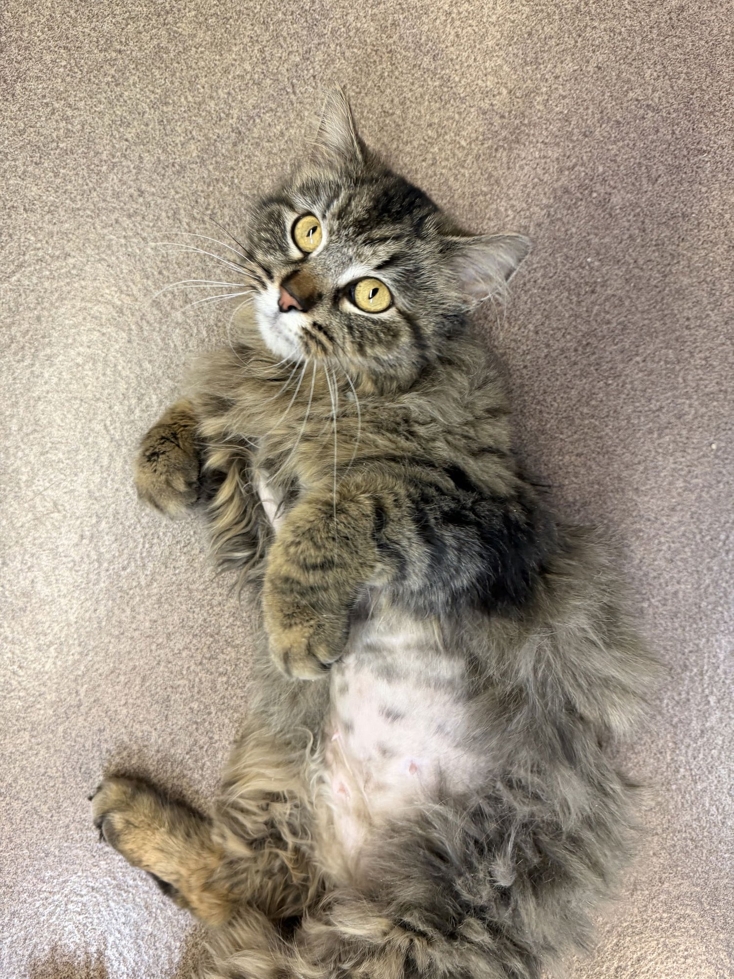 CHERRY - Domestic Long Hair available for adoption