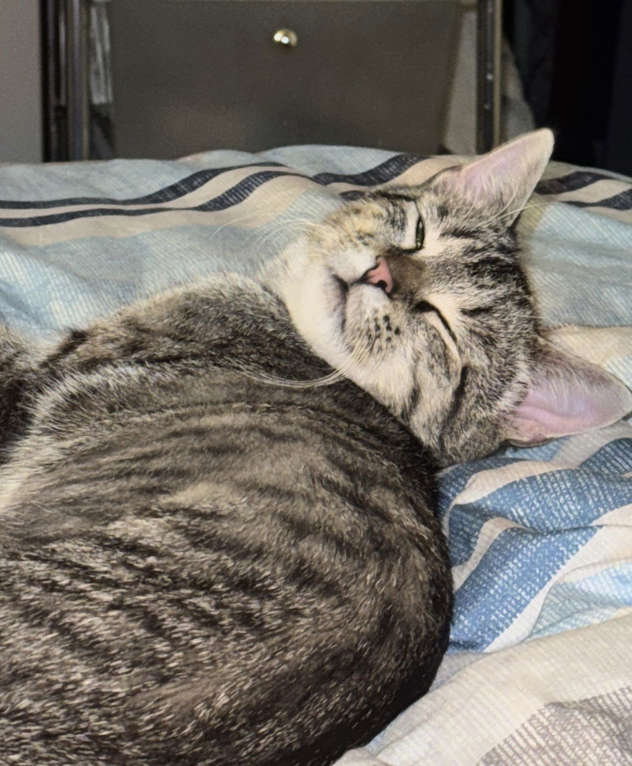 SIETE - Domestic Short Hair available for adoption