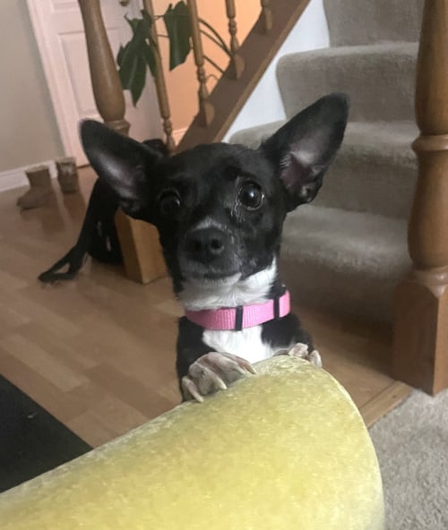 PRINCESS MERIDA - Chihuahua / Rat Terrier available for adoption