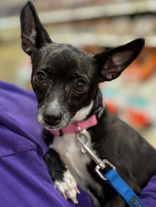 PRINCESS MERIDA - Chihuahua / Rat Terrier available for adoption