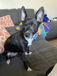 Princess Merida - Photo 3